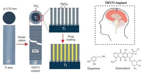 Figure 1 Scheme of drug-releasing implants for local delivery of therapeutics in the brain based on Ti wire with titania nanotube (TNT) arrays on the surface generated by electrochemical anodization. Dopamine (brain neurotransmitter) and doxorubicin (anticancer drug) were used as model drugs.Abbreviations: Ti, titanium; TiO2, titanium dioxide; TNT, titania nanotube.