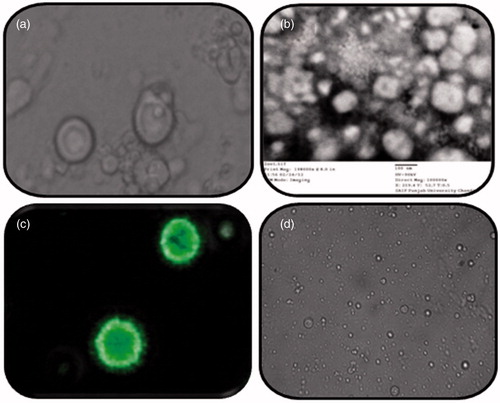 Figure 2. (a) Optical microscopy image of selected liposome formulation at 100×, (b) TEM photomicrograph of (a) at 200 000×, (c) CLSM image of 6-coumarin-loaded liposomes at respective wavelength, and (d) Optical microscopy image of liposomal hydrogel.