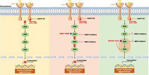 Figure 3 Schematic representation of Ras/RAF/MEK/ERK signaling pathway activation or inhibition at different stages of treatment in our case.