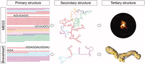 Figure 4. LncRNA structured motifs identified by secondary and tertiary structure analysis. Top) Secondary structure probing of human lncRNA MEG3 (center), revealed the presence of highly conserved intra-molecular interactions, or pseudoknots (complementary sequences highlighted in the left panel), which are essential for conferring MEG3 a surprisingly compact 3D topology (AFM image in the right panel) and its ability to stimulate p53-target gene expression. Bottom) Secondary structure probing of mouse lncRNA Braveheart (middle panel) revealed the presence of a rare RHT motif, named AGIL (sequence highlighted in the left panel). AGIL is crucial for ensuring Braveheart recognition of its partner CNBP, which is the mechanism by which this lncRNA promotes cardiomyocyte differentiation and the correct development of the heart. The 3D structure of Braveheart with CNBP has been studied by SAXS in solution (right panel). MEG3 and Braveheart primary and secondary structures are color coded by exons. A color version of this figure is available online.