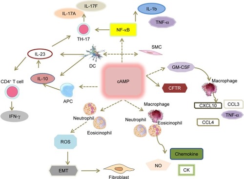 Figure 2 The signaling pathway of cAMP in the treatment of ACO.