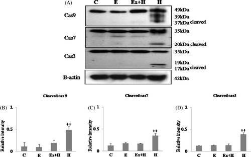 Figure 4. Western blot analysis of cleaved active caspase-9, caspase-7 and caspase-3 (A). Cleaved caspase-9, caspase-7, caspase-3 are up-regulated in the hyperthermia group and down-regulated in the hyperthermia-after-exercise group. Densitometric analyses of western blots of cleaved caspase-9 (B), caspase-7 (C), and caspase-3 (D) are shown. Data are means ± SEM (n as indicated in Figure 2). ++p < 0.001 comparing the hyperthermia group and the control group.