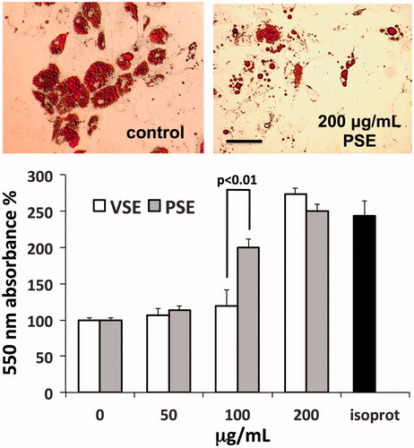 Figure 4. Induction of lipolysis in human adipocytes by PSE and VSE. Upper panel: microscope views of adipocytes exposed or not to PSE, fixed with FineFix®, stained with Oil Red O and then photographed under an Olympus IX71 inverted microscope. Bar =100 μm. Lower panel: assay of glycerol released from adipocytes after exposure for 3 h to extracts or to 1 μM isoproterenol (isoprot) as positive control. Data are standardized as percent of control and expressed as means ± S.D (n = 6).