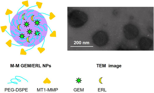 Figure 1 Schematic diagram and TEM image of M-M GEM/ERL NPs. M-M GEM/ERL NPs was synthesized by conjugating MT1-MMP to the surface of GEM/ERL NPs and exhibited uniform spherical morphology.