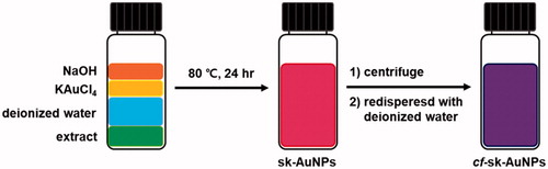 Figure 1. The schematic representation for the synthesis of sk-AuNPs and cf-sk-AuNPs.