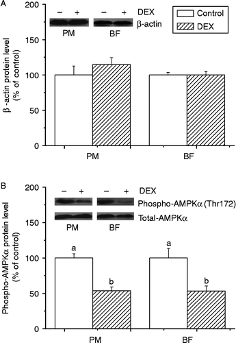 Figure 2.  Effect of dexamethasone treatment (DEX, daily subcutaneous injection of 2 mg/kg body weight for 3 days) on protein levels of β-actin (A) and phospho-AMPK αThr172 (B) in PM and BF from broiler chickens in Trial 1. Values are means ± SE (n = 4). Different superscripts (a,b) indicate significant differences (P < 0.05) in the means, by ANOVA and Duncan's multiple test.