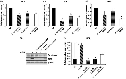 Figure 1. Effects of S. flavescens extract on mRNA and protein expressions of melanosome formation and pigmentation-related genes in keratinocyte and melanoma cell lines. S. flavescens extract, G. uralensis extract and kurarinone regulate the expressions of MITF (a), RAC1 (b) and PAR2 (F2RL1) (c) genes, and MITF protein expression (d and e). (a–c) HaCaT keratinocyte cell lines were treated (GI50 concentration) with S. flavescens extract, G. uralensis extract and kurarinone for 6 h. The levels of related gene expression were determined by real-time PCR analysis. (d and e) SK-MEL-2 melanoma cell lines were treated with or without 160 ng/mL α-MSH for 6 h, and then cells were treated with S. flavescens extract, G. uralensis extract and kurarinone for 6 h. (d) The levels of tyrosinase and MITF expression were determined by western blot analysis. β-actin was used as an internal control for relative quantitation. (e) The S. flavescens extract decreased the level (approx. threefold) of α-MSH-induced MITF expression. Values are mean ± SD from three independent experiments. #p < 0.01 versus DMSO alone-treated group (NT). *p < 0.01 versus α-MSH alone-treated group.