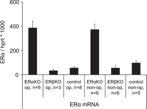Figure 2. ERα expression in ERαKO, ERβKO and littermate wild type control mice 12 days after induction of myocardial infarction and in non-operated groups. In the infarcted specimens periinfarct tissue was used. Values are mean with SEM.