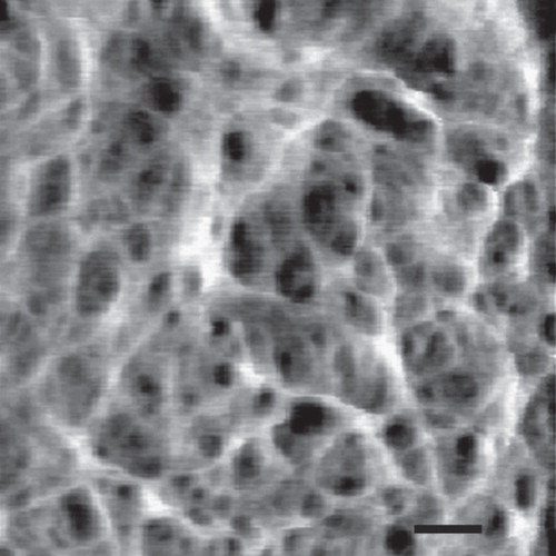 Figure 4. High resolution AFM image of the staphylococcal cell wall. The image shows a network of fibers with large empty spaces. Bar = 50 nm. Reprinted with permission from Touhami et al. (Citation2004).