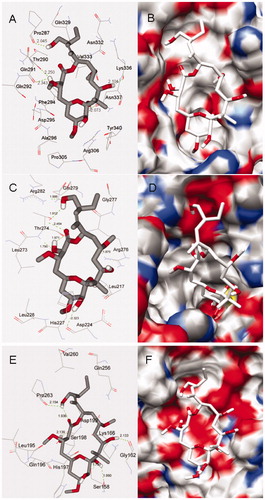 Figure 4. Docking conformations of PLA and corresponding surfaces of tubulin at binding sites 1 (A and B), 2 (C and D) and 3 (E and F), in which the red and blue regions represent oxygen and nitrogen atoms, respectively, whereas gray and white regions represent carbon and hydrogen atoms (as a whole).
