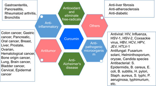 Figure 1 Pharmacological activities of Curcumin.