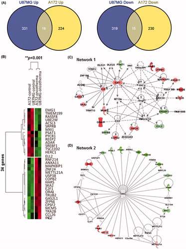 Figure 4. Transcriptomic analysis of gene expression by RNA sequencing following the mEHT treatment. (A) Venn diagrams representing the number of mRNA transcripts up- or down-regulated in U87-MG or A172 cells after mEHT treatment. (B) A heat map of the 34 commonly deregulated genes in U87-MG and A172 cells after normalisation to the corresponding sham-treated cells (10 000 repetitions in bootstrap ANOVA with contrast tests and a threshold cut-off of twofold change, **P < 0.001, red (induced) and green (repressed), log2-based scale). (C, D) Two putative top networks with high scores (>19) strongly associated with E2F1 (C) and ubiquitin C (UBC) (D) based on Fisher’s exact test (p value <10−19), indicating a high probability of biological interactions. Up- and down-regulated genes are shown in red and green, respectively. The genes shown in grey are associated with the regulated genes.