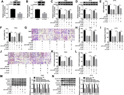 Figure 6 The impact of TLN1 on the suppressive role of miR-16-5p silencing in TIIA-disposed glioma cells in vitro. (A and B) Western blotting detected TLN1 level in T98G and A172 cells transfected with si-TLN1 or si-NC. (C–N) T98G and A172 cells were transfected with anti-miR-16-5p or anti-NC, and co-transfected with anti-miR-16-5p and si-TLN1 or si-NC prior to 9 μg/mL of TIIA treatment. (C and D) Western blotting detected TLN1 level. (E and F) Cell viability, (G–I) cell migration and (J–L) invasion, and (M and N) expression of Cyclin D1, MMP-9 and Vimentin were assessed by MTT assay, Transwell assay and Western blotting, respectively. *P<0.05.