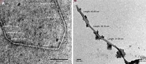 Figure 3 TEM images of (A) CNF and (B) DCNF aerogels.Abbreviations: TEM, transmission electron microscopy; CNF, cellulose nanofiber; DCNF, drug-loaded CNF.