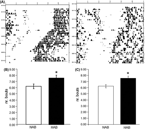 Figure 3. HAB mice display fragmented ultradiem rhythms. (A) Sample double-plotted actograms depicting wheel-running activity in NAB (left) and HAB (right) mice. Individual days are represented by horizontal rows with black vertical bars indicating locomotor activity (wheel revolutions). (B) and (C) HAB mice show significantly more activity bouts under both LD (B) and DD (C) conditions. * P < 0.05; data displayed as mean ± SEM.