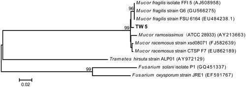 Figure 2. Neighbor-joining trees based on the partial ribosomal gene sequences of strain TW5 and its closest relatives. The scale bar indicates a 2% estimated difference in the nucleotide sequence. GenBank accession numbers are shown in parentheses.