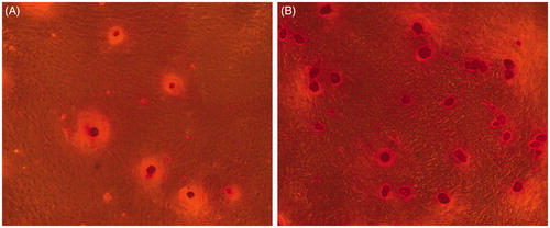 Figure 9. Alizarin Red S staining. (A) Normal BMSCs. (B) Compared with BMSCs, significant osteogenic nodule was synthesized by BMP2–BMSCs.