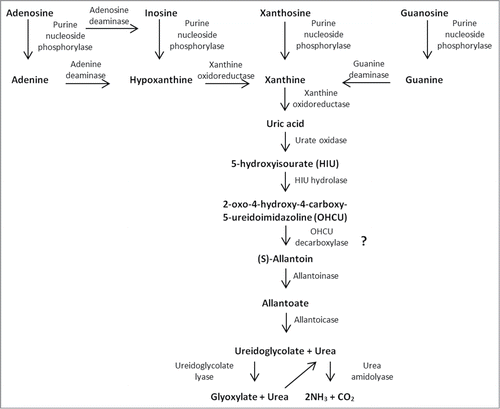 Figure 1. Schema of proposed purine degradation pathway in A. adeninivorans. The presence of OHCU decarboxylase has not been confirmed yet.