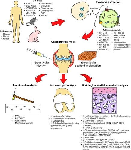 Figure 2 Overview of the studies. The exosomes tested in the included studies were derived from human, murine, or rabbit amniotic fluid stem cells (AFSCs), embryonic stem cell-derived mesenchymal stem/stromal cells (ESC-MSCs), induced pluripotent stem cell-derived MSCs (iPSC-MSCs), bone marrow-derived MSCs (BM-MSCs), polydactyly BM-MSCs, synovial membrane-derived MSCs (SM-MSCs), infrapatellar fat pad-derived MSCs (IPFP-MSCs), umbilical cord-derived MSCs (UC-MSCs), chondrocytes, dendritic cells, platelet-rich plasma (PRP), and serum. The exosomes were administrated to the osteoarthritic joint through intra-articular injection or scaffold implantation. The exosomal bioactive compounds played an important role in cartilage and subchondral bone repair and regeneration. Overall, exosome therapy restored joint function, reduced joint pain, and improved the joint macroscopic, histological, and biochemical features.