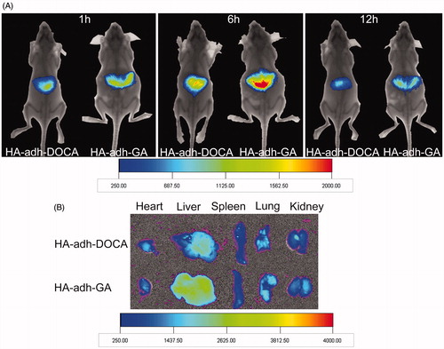 Figure 4. In vivo imaging of ICR mice administrated with DiR-loaded micelles. (A) Images were taken after oral administration of HA-adh-DOCA10 and HA-adh-GA20 micelles at 1 h, 6 h and 12 h, respectively. (B) Ex vivo fluorescence images of tissues collected at 12 h post-administration of HA-adh-DOCA10 and HA-adh-GA20 micelles.