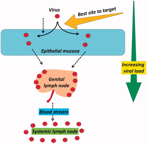 Figure 5. Logical assessment of the best inhibition target with respect to HIV viral load.