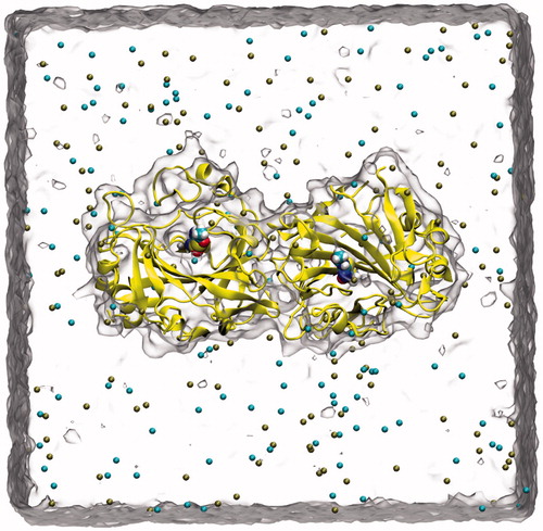 Figure 2. A snapshot picture taken from the simulation box: Protein (CA IX-dimer in yellow, inhibitor (inside the protein), water (as quick surface) and K+, Cl− ions (cyan and brown colored spheres).