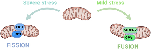 Figure 4. Mechanism of mitochondrial dynamics.