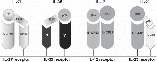 Figure 1. The four cytokines of the IL-12 family and their respective receptors.