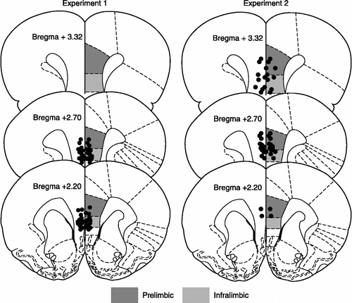 Figure 1 Location of cannula injector tips in the ventromedial prefrontal cortex. Anatomical illustrations adapted from The Rat Brain in Stereotaxic Coordinates (Paxinos and Watson Citation1998).