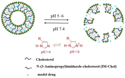 Figure 3 Schematic representation of pH-triggered release of IM-Chol liposomes. Reprinted from Int J Pharm. 518. Ju L, Cailin F, Wenlan W, et al. Preparation and properties evaluation of a novel pH-sensitive liposomes based on imidazole-modified cholesterol derivatives, 213–219, Copyright 2017, with permission from Elsevier.Citation42