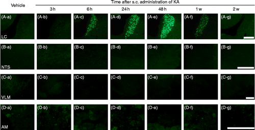 Figure 2.  Effects of s.c. administration of vehicle or KA on eGFP fluorescence in (A-a∼g) the LC, (B-a∼g) the NTS, (C-a∼g) the VLM, and (D-a∼g) the AM. Sections (A-a, B-a, C-a, D-a) were obtained from animals 24 h after s.c. administration of vehicle. Scale bars = 200 μm.