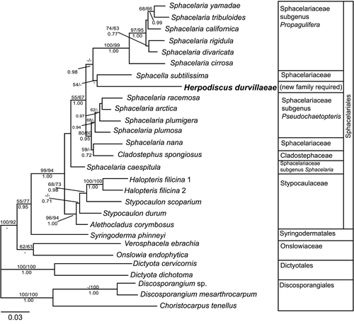 Fig. 2. Phylogenetic tree (ML) for basal Phaeophyceae inferred from partial rbcL sequences (GTR+I+G model, –ln likelihood=−8376.330601). Numbers above lines indicate bootstrap values (left: ML; right: MP), numbers below Bayesian posterior probabilities. Dashes indicate that branches received a bootstrap support of 50% or less, or less than 70% Bayesian probability. The scale bar indicates substitutions per site.