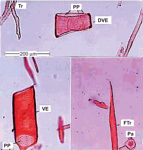 Figure 5.  Powder microscopy of the root. Tr, tracheid; PP, perforation plate; DVE, drum shaped vessel element; VE, vessel; FTr, fiber tracheid; Pa, parenchyma.