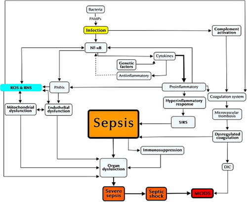Figure 1. Pathophysiology of sepsis. Several elements are crucial in the progression of the disease, such as the release of large quantities of pro-inflammatory mediators, complement activation, and dysregulated coagulation. Moreover, some individuals may be genetically susceptible to developing sepsis. The excess inflammation from sepsis may be followed by immunosuppression, leading to organ dysfunction. Oxidative stress also contributes to organ dysfunction, leading to more severe forms of the disease. The segmented arrow involves inhibition of NF-κB by anti-inflammatory cytokines. DIC = disseminated intravascular coagulation; MODS = multisystem organ dysfunction syndrome; NF-κB = nuclear factor κB; NO = nitric oxide; PAMPs = pathogen-associated molecular patterns; PMNs = polymorphonuclear leukocytes; RNS = reactive nitrogen species; ROS = reactive oxygen species; SIRS = systemic inflammatory response syndrome.