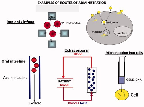 Figure 5. Contains examples of possible routes of administration for the function of artificial cells in the body. Generally speaking, regulatory agencies are less worry about the use of artificial cells that are not implanted or injected into the body. We therefore started with artificial cells that are not implanted but act in a device for the extracorporeal route. This has resulted in the early approval of the use of artificial cells in patients way back in 1980. This is in the form of a hemoperfusion device.