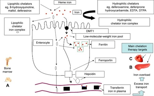 Figure 2 Iron-absorption and iron-overload mechanisms in non-transfusion-dependent thalassemias: the role of chelators and chelating drugs.