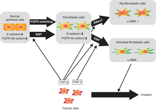 Figure 2. Schematic representation of EMT induction by TGF-β and FGF-2. ‘Epithelial cells’ differentiate into ‘fibroblastic cells’ through EMT induced by TGF-β and further differentiate into α-SMA-positive ‘myofibroblastic cells’ through epithelial-myofibroblastic transition (EMyoT). When FGF-2 is present in this process, FGF-2 induces differentiation of epithelial cells to ‘activated fibroblastic cells’.