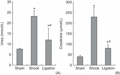 FIGURE 1. Effect of mesenteric lymph duct ligation on renal function indices in shock rats (mean ± SD, n = 6).