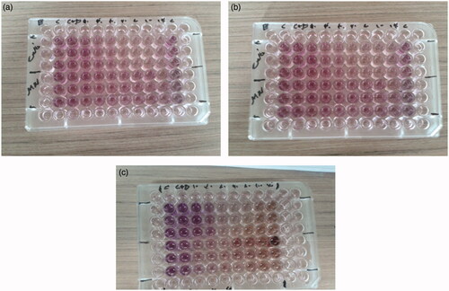 Figure 6. Cytotoxicity study of CUR–SIL and CUR–SIL-loaded PCL–PEG–PCL MNPs on A549 cell line (in vitro) after, 24 h (a), 48 h (b), and 72 h (c) exposure.