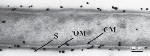 Fig. 1. Immunogold labeled T. forsythensis cells. Control section without antigen retrieval treatment. Cytoplasmic membrane (CM) and outer membrane (OM) consisted of two electron-dense layers. Serrated subunits of S-layer (S) are shown.