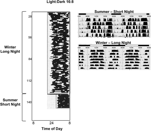 Figure 3. Biphasic sleep patterns are a feature of short photoperiod circadian rhythms in sheep (Wyse et al., unpublished data) and in humans sleeping in 10:14 L:D cycles in a laboratory, left (redrawn from data reported by Wehr et al., 1993 (Citation2)). This is in contrast to the single, consolidated sleep period, the Summer short nights. Note that the human data are sleep-recorded by EEG, and sheep data are locomotor activity.