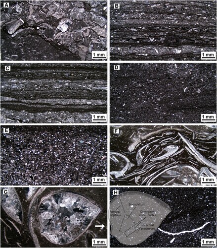 Figure 8. Thin sections of the Loka Formation in the Stora Sutarve core. For stratigraphic position of the thin section, see Figure 4. A. From ca −0.13 m (subunit A, T-9). Reworked clasts (lower left) with similar calcareous algae wackestone microfacies as in the upper Jonstorp Formation in a grainstone-packstone matrix with mainly crinoid and bryozoan fragments. B. From ca 0 m (subunit B, T-10). Laminated grainstone-packstone sets separated by thin lamina of organic-rich mudstone. Mainly crinoid fragments are seen in the grainstone-packstone sets of this thin section. A concentrically laminated ooid with a crinoid bioclast as core is seen in the lower middle part of the photograph. C. From ca 0.08 m (subunit B, T-11). Detail of laminated grainstone-packstone sets separated by organic-rich mud. Mainly crinoid fragments are seen in the grainstone-packstone sets of this thin section. D. From ca 0.40 m (subunit C, T-12). Fine-grained bioclastic wackestone–packstone with crinoid and bryozoan fragments. E. From ca 0.58 m (subunit D, T-13), a well-sorted quartz-rich packstone, almost approaching a calcareous siltstone. Apart from quartz grains, crinoid fragments are also seen in this thin section. F. From ca 0.67 m (subunit E, T-14), brachiopod fragments with preferred orientation from the brachiopod coquina. G. From ca 0.65 m (subunit E, T-15), whole articulated and spar-filled brachiopods from the brachiopod coquina. The larger brachiopod is identified as B. kjerulfi. The inserted sketch shows the outline of specimen in G and the main morphological characters used for determination. H. From ca 1.05 m (subunit F, T-16), fine-grained bioclastic wackestone with a strophomenoid brachiopod.