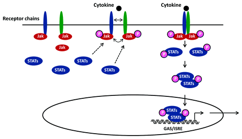 Figure 1. Principles in JAK-STAT signaling. Following receptor binding of a relevant cytokine or growth factor, the receptor undergoes homo- or hetero-dimerization and binds cytosolic JAKs (JAK1, 2, 3 or Tyk2) for receptor auto-phosphorylation and transactivation. This event allows recruitment of transcription factors belonging to the STAT family (STAT 1, 2, 3, 4, 5A, 5B or 6) that bind the cytoplasmic domain of the receptor through their SH2 domain. Phosphorylated STAT proteins subsequently undergo homo- or hetero-dimerization and translocate to the nucleus, where they induce transcriptional activation of target genes by binding to ISRE/GAS elements.
