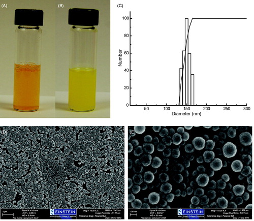 Figure 1. Particle size distribution, dispersibility, and morphology of Curc-NS. (A) Free curcumin in water. (B) Curc-NS in water. (C) Dynamic light scattering size measurement. (D) SEM images of Curc-NS, and (E) Magnification of (D).