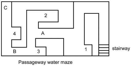 Figure 1.  Diagram of the passageway water maze. Mice were individually placed in the start area (A, B and C) with the head toward the wall during training. They started training from A on day 1, from B on day 2, from C on day 3–5. There are 4 error areas (1, 2, 3 and 4) which are dead ends in the maze. Stair: the underwater stairway is a safe area where the mice can climb out from the water. The maze is filled with water (23 ± 2°C) 10 cm in depth.