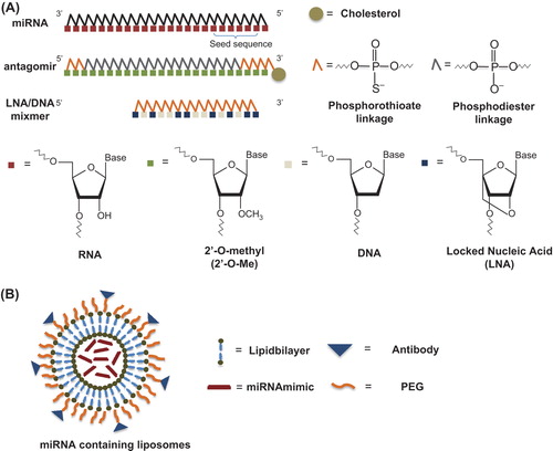 Figure 1. Targeting miRNAs with therapeutic molecules. (A) Chemically modified AONs with a sequence complementary to the miRNA of interest. Antagomirs are 3’ cholesterol conjugated, 2’-O-Me-modified oligonucleotides with terminal phosphorothioate linkages for increased cellular uptake and stability in vivo. LNA/DNA mixmers are AONs that inhibit miRNA function by targeting the 5’ region of the miRNA. (B) Liposomes are vesicles with a lipid bilayer that are used to deliver miRNA mimics in vivo. Liposomes can be coated with polyethylene glycol (PEG) to reduce recognition by macrophages. Monoclonal antibodies can be covalently coupled to liposomes for targeted delivery.