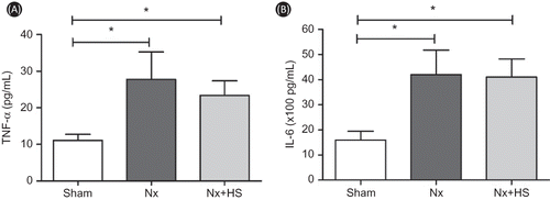 Figure 7. Hibiscus sabdariffa Linn. (HS) had no effect on the serum levels of TNF-α and IL-6 in chronic kidney disease. The serum levels of TNF-α (A) and IL-6 (B) are shown for the sham control rats (sham: n = 4), placebo-treated 5/6 Nx rats (Nx: n = 8), and HS-treated 5/6 Nx rats (Nx+HS: n = 8) at 7 weeks after 5/6 Nx.Note: * indicates p < 0.05.