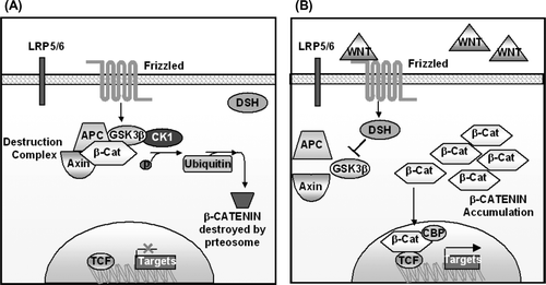Figure 2.  Diagram of the Wnt signaling pathway. (A) In the absence of Wnt ligand, β-catenin undergoes intracellular destruction. (B) In the presence of Wnt ligand, β-catenin accumulates in the cytoplasm and translocates to the nucleus, where it binds to TCF/LEF transcription elements. This effects the transcription of downstream targets.