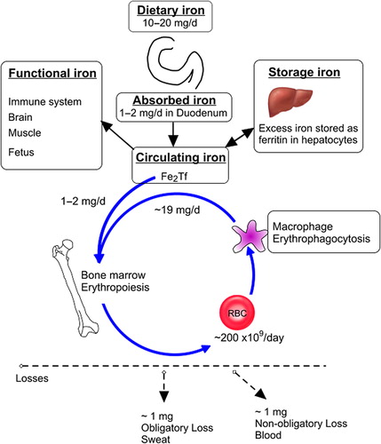 Figure 1. Iron balance in the body. Only 1–2 mg of iron is absorbed from the iron consumed in meals. Iron is required for erythropoiesis, the immune system, brain requirements and for transfer across the placenta in pregnancy. Iron in excess of requirements may be stored in the bone marrow and liver. Iron required for erythropoiesis comes predominantly from the breakdown of red blood cells (RBC) by macrophages; however about 5 % of iron required for RBC formation comes from the newly absorbed iron. The variable component of iron status is that lost in blood such as menstrual loss, blood donation, nose bleeds and gastrointestinal bleeding.