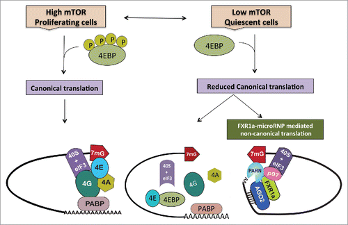 Figure 1. During normal proliferation, when mTOR kinase activity is high, cells depend on canonical cap dependent translation for global protein synthesis. However, under specific conditions such as quiescence, canonical protein synthesis is reduced due to low mTOR activity that causes dephosphorylation and thereby, activation of 4EBPs. Activated 4EBPs inhibit canonical cap dependent translation by binding eIF4E (the canonical cap binding protein) and preventing its interactions with eIF4G. In order to maintain the cellular state, cells operate alternative translation mechanisms to express specific genes. In quiescence, apart from low mTOR activity and 4EBP dephosphorylation—in certain cell lines and in immature oocytes where FXR1 levels are increased—a specialized FXR1a-microRNP complex mediates one such alternative mechanism. Similar to the conventional repressive microRNP, FXR1a-microRNP contains AGO2 and microRNAs but lacks the canonical microRNP repression effector, GW182. Instead, in FXR1a-microRNP, AGO2 interacts with a specific spliced isoform of the RNA binding protein FXR1a that does not participate in microRNA mediated repressionCitation142,143 and promotes specific mRNA translation.Citation17,29,30 MicroRNA bound AGO2 directs recruitment of the complex to 3′UTRs. Poly (A) tails are decreased in these low mTOR conditions to avoid binding PABP that can recruit GW182 and promote microRNA-mediated deadenylation and repression. Increased deadenylation is brought about by PARN deadenylase in G0 cells, which is attributed to increased cap binding by PARN in G0.Citation65 FXR1a-microRNP interacts with p97/DAP5, a non-canonical translation factor that brings in eIF3–40S ribosome subunit in place of eIF4G.Citation103-113 FXR1a-microRNP also interacts with PARN that binds mRNA 5′ caps in G0 in place of eIF4E, thus connecting p97-FXR1a-microRNP that is recruited to the 3′ UTR, with the 5′cap to replace the canonical 5′-3′ eIF4E-eIF4G-PABP link.Citation31 These alternate cap binding and ribosome recruitment factors promote specialized translation of specific poly(A) shortened mRNAs associated with FXR1a-microRNP in quiescent conditions, where canonical translation is reduced.